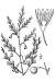 200510 Garden Asparagus (Asparagus officinalis) - USDA Illustration.jpg