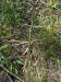 200605061015 Garden Asparagus (Asparagus officinalis) - Oakland Co.JPG