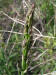200605061017 Garden Asparagus (Asparagus officinalis) - Oakland Co.JPG