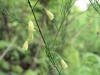 200606031538 Garden Asparagus (Asparagus officinalis) - Oakland Co.JPG