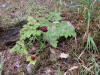 200508018340 Red Baneberry (Actaea rubra) - Bobs lot, Manitoulin.jpg