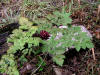 200508018347 Red Baneberry (Actaea rubra) - Bobs lot, Manitoulin.jpg
