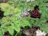 200508018350 Red Baneberry (Actaea rubra) - Bobs lot, Manitoulin.jpg