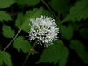 White Baneberry/200305250379 White Baneberry (Actaea pachypoda) - Mt Pleasant.jpg