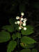 White Baneberry/200308091233 White Baneberry (Actaea pachypoda) - Bob's lot.jpg