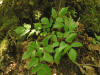 200508028479 White Baneberry (Actaea pachypoda) - Manitoulin.jpg