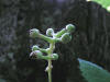 200508028483 White Baneberry (Actaea pachypoda) - Manitoulin.jpg