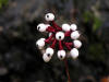 200609303043 White Baneberry (Actaea pachypoda) - Manitoulin Island.JPG