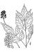 200610 White Baneberry (Actaea pachypoda) - USDA Illustration.jpg