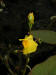 200207280132 Common Bladderwort (Utricularia vulgaris) - Manitoulin.htm