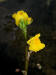 200207280134 Common Bladderwort (Utricularia vulgaris) - Manitoulin.htm