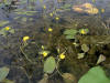 200207280137 Common Bladderwort (Utricularia vulgaris) - Manitoulin.htm