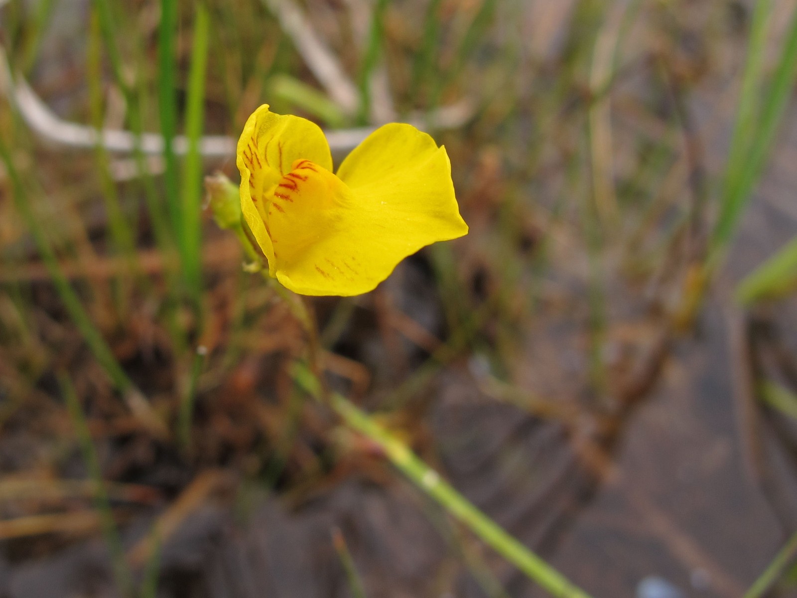 201006041115210 Common Bladderwort (Utricularia vulgaris) - Misery Bay NP, Manitoulin Island.JPG