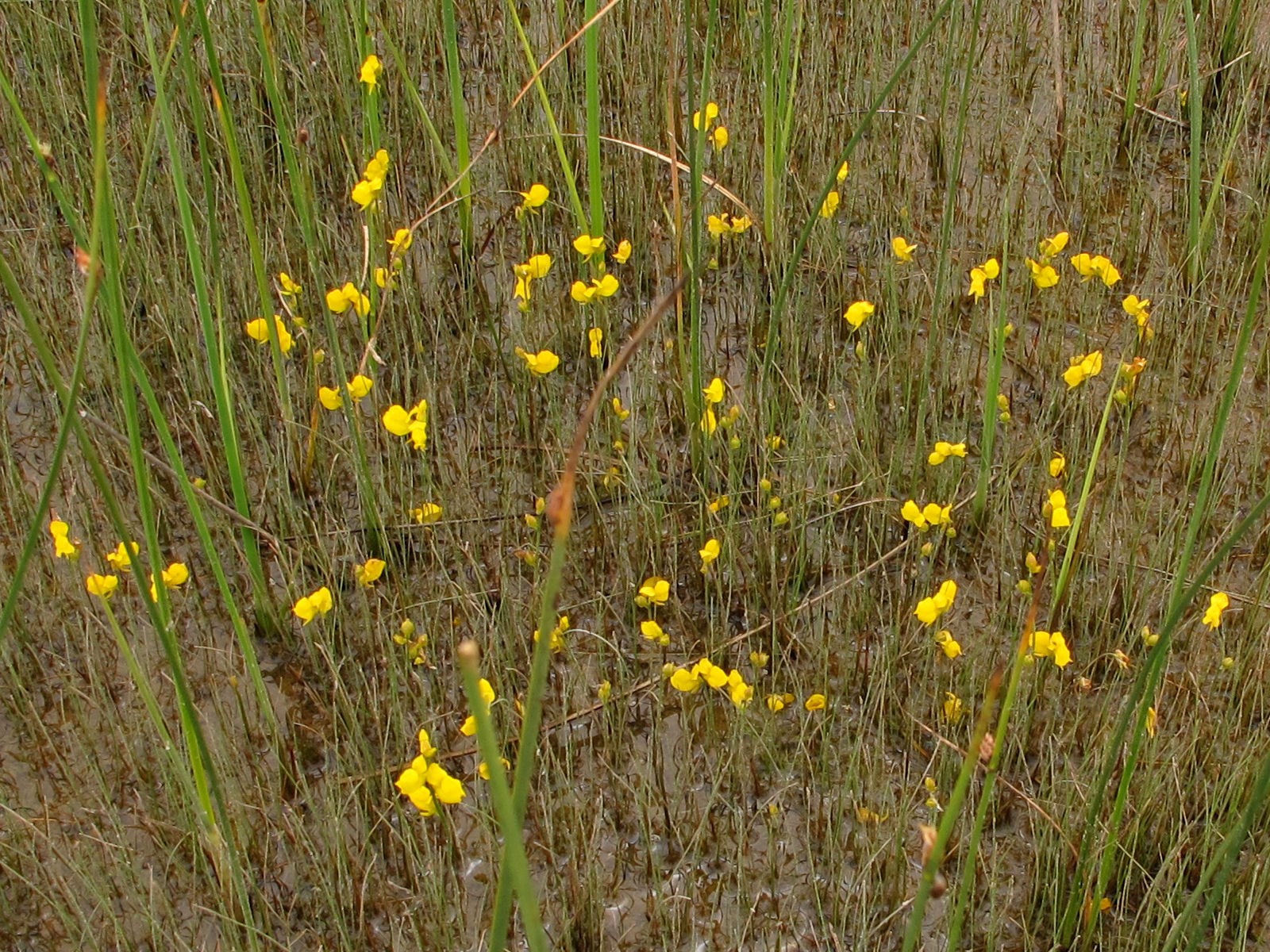 201107281326245 Common Bladderwort (Utricularia vulgaris) - Misery Bay NP, Manitoulin Island, ON.JPG