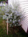 200008040987 Arthur Simmonds Bluebeard bush (Caryopteris X cladonensis).jpg