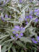200008040989 Arthur Simmonds bluebeard bush (Caryopteris X cladonensis).jpg