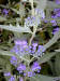 200008040990 Arthur Simmonds bluebeard bush (Caryopteris X cladonensis).jpg