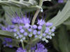 200008040992 Arthur Simmonds bluebeard bush (Caryopteris X cladonensis).jpg