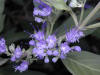 200008040993 Arthur Simmonds bluebeard bush (Caryopteris X cladonensis).jpg