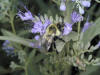 200108263098 Bumble Bee on Bluebeard bush (Caryopteris X cladonensis).jpg