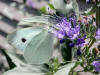 200209010003 Cabbage white butterfly on Bluebeard bush (Caryopteris X cladonensis).jpg