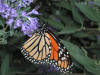 200209080030 Monarch butterfly on Bluebeard bush.JPG
