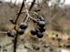 200412113165 common Buckthorn (Rhamnus cathartica) black berries on 15' tree - Oakland Co.JPG