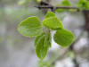 200504245403 common Buckthorn (Rhamnus cathartica) - Oakland Co.JPG