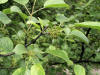 200506046151 common Buckthorn (Rhamnus cathartica) - Oakland Co.JPG