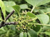 200506046151b common Buckthorn (Rhamnus cathartica) - Oakland Co.JPG