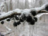 20070115160612 common Buckthorn (Rhamnus cathartica) black berries - Ice Storm - Oakland Co.jpg