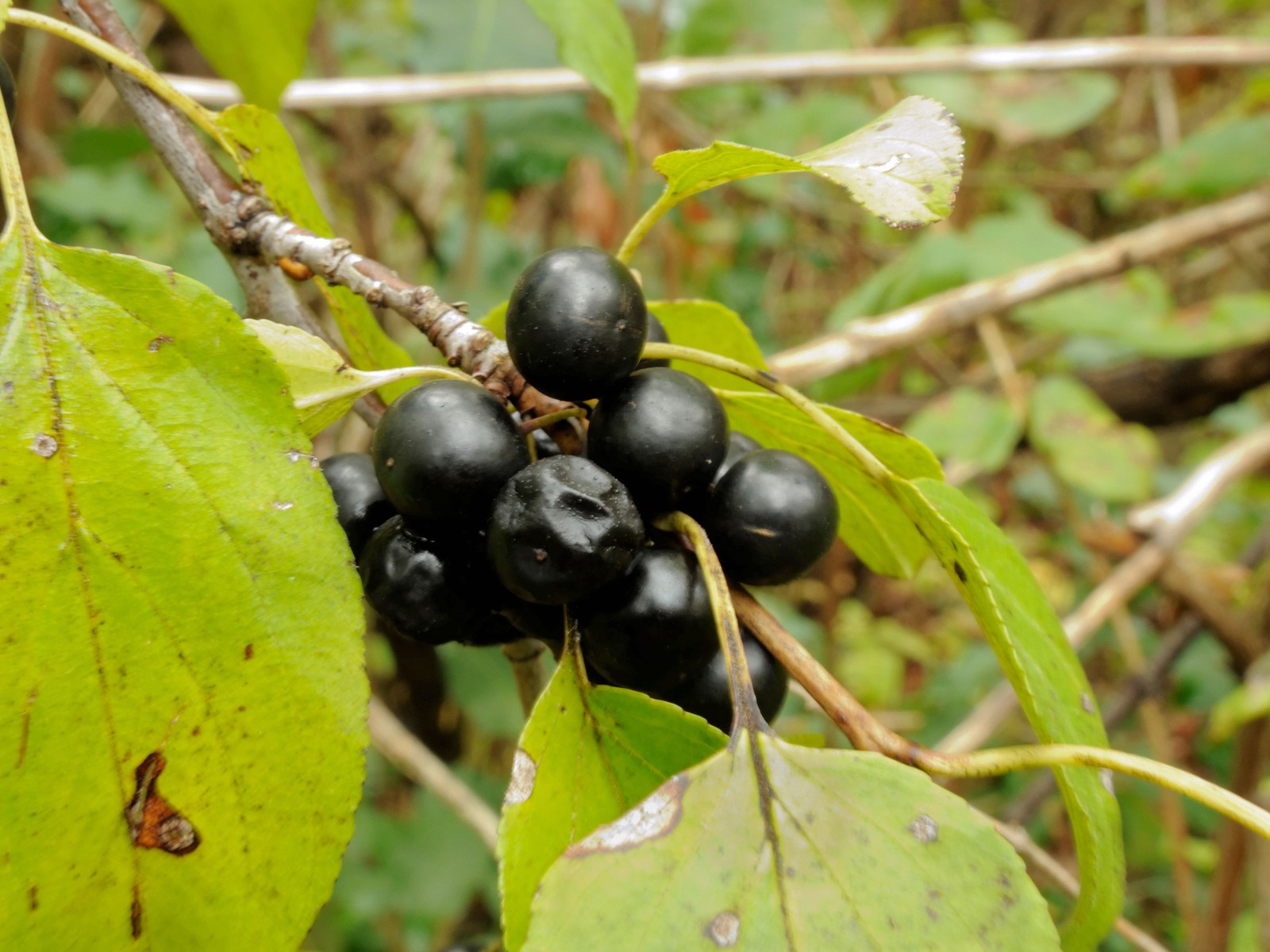 201510041353042961 common Buckthorn (Rhamnus cathartica) black berries - Bald Mountain R.A., Oakland Co, MI.JPG