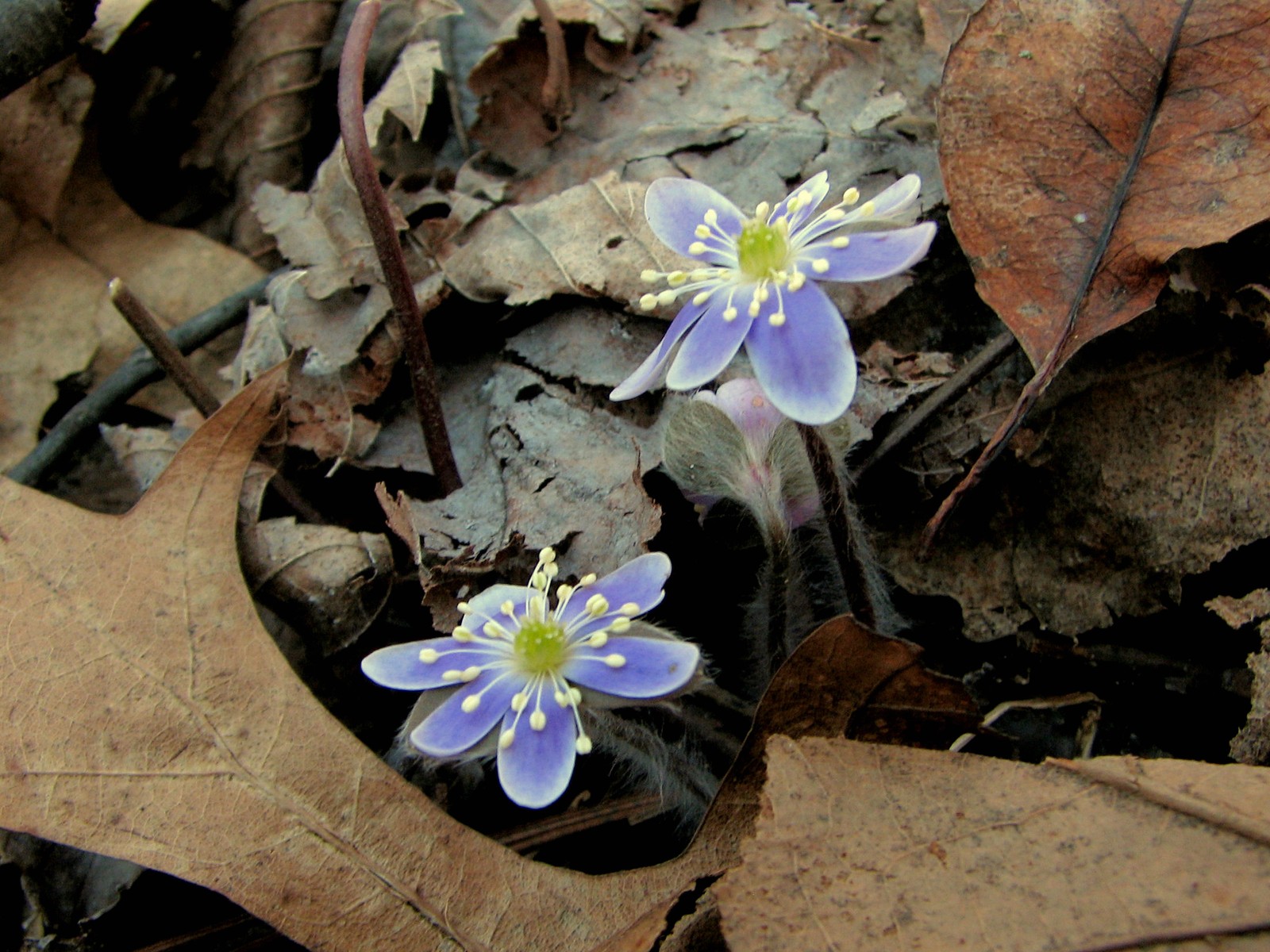 20090416151208 Hepatica (Hepatica nobilis) blue flowers - Oakland Co.JPG