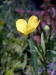 200005271453 Tall Buttercup (Ranunculus acris) - Manitoulin Island.jpg