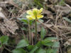 200504175076 Common Buttercup aka Tall Buttercup (Ranunculus acris) - Oakland Co.jpg