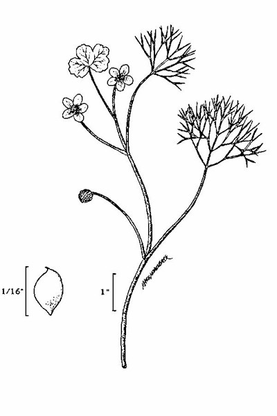 200708 White Water-Crowfoot (Ranunculus aquatilis) - USDA Illustration.jpg
