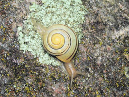 200105251945 Snail on rock - Manitoulin.jpg