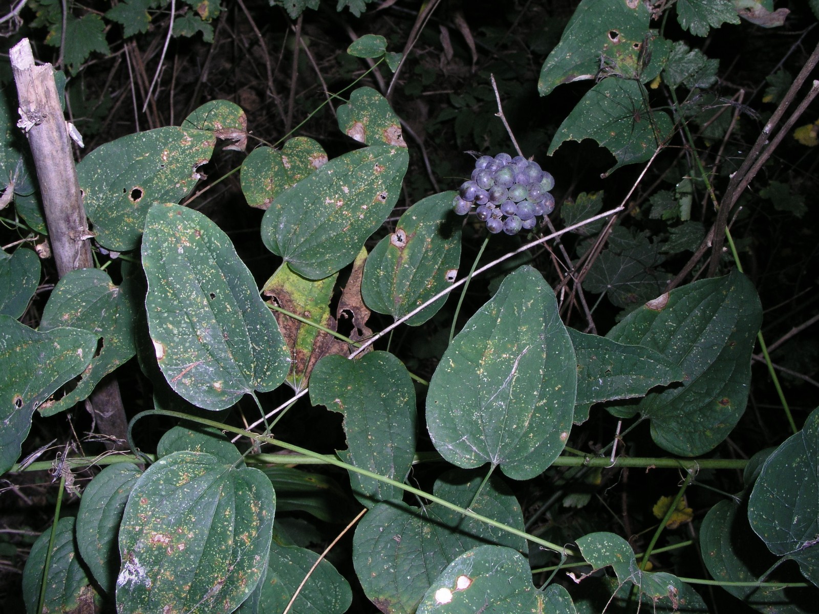 200508289270 Smooth Carrionflower (Smilax herbacea) - Point Pelee.jpg
