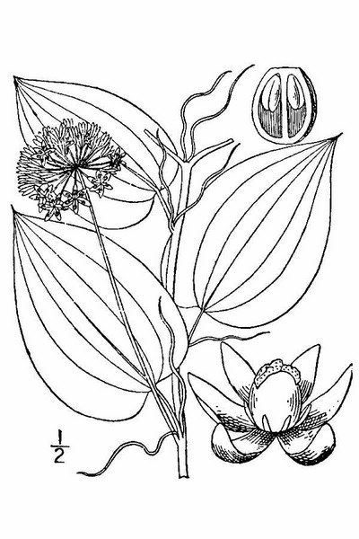 201002 Smooth Carrionflower (Smilax herbacea) - USDA Illustration.jpg