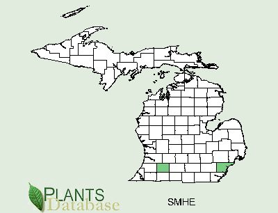 201002 Smooth Carrionflower (Smilax herbacea) - USDA MI Distribution Map.jpg