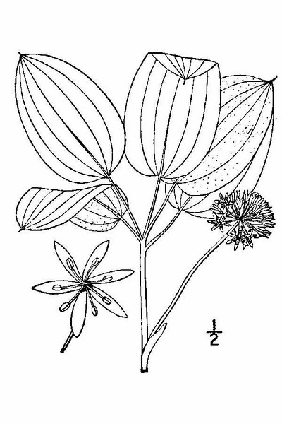 201002 Upright Carrionflower (Smilax ecirrhata) - USDA Illustration.jpg