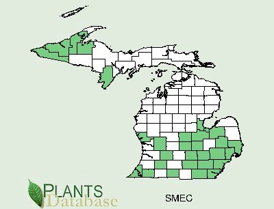 201002 Upright Carrionflower (Smilax ecirrhata) - USDA MI Distribution Map.jpg