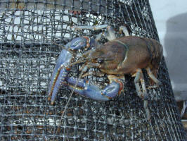 Crayfish/200005261434 Crayfish - Lake Kagawong, Manitoulin.jpg