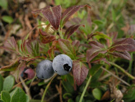 Low Sweet Blueberry/200508048645 Low Sweet Blueberry (Vaccinium angustifolium) - Misery Bay, Manitoulin.jpg