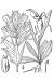 200406 Indian Paintbrush (Castilleja coccinea (L.) Spreng) - USDA Illustration.JPG