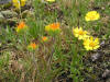 ../Coneflowers - Black Eyed Susan - Daisy - Sunflowers/Coreopsis/200505305995 Indian Paintbrush (Castilleja coccinea) with Sand Coreopsis (Coreopsis lanceolata) - Misery Bay, Manitoulin.jpg