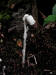 200208010308 Indian Pipe - Bobs lot, Manitoulin.jpg