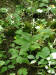 200308231321 Jumpseed or Virginia Knotweed (Polygonum virginianum L).jpg