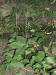 200308231322 Jumpseed or Virginia Knotweed (Polygonum virginianum L).jpg