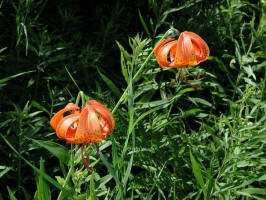 ../Lilies, orange/Lily, Michigan/200307190915 Michigan lily (Lilium michiganense Farw) - Isabella Co.jpg